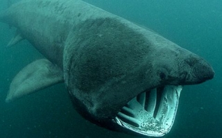  Encuentros con tiburones peregrinos 